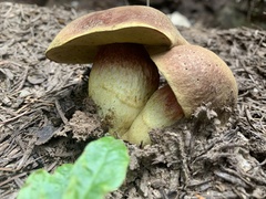 Boletus smithii
