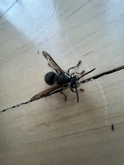 Dolichovespula arctica