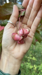 Euonymus latifolius