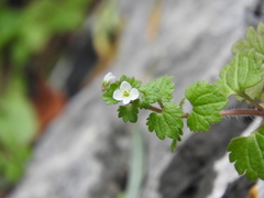 Veronica cymbalaria