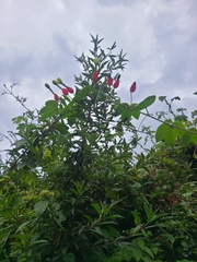 Passiflora ampullacea
