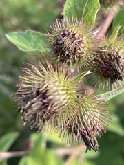 Arctium minus