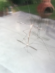 Tipula furca