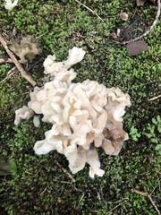 Sebacina sparassoidea