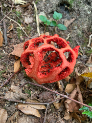 Clathrus ruber