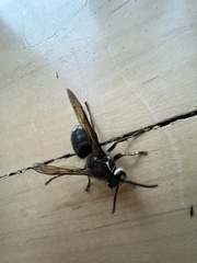 Dolichovespula arctica