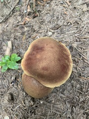 Boletus smithii