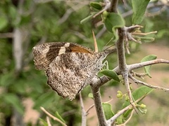 Libytheana carinenta