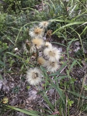 Hieracium umbellatum