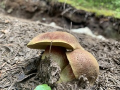 Boletus smithii