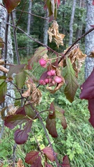 Euonymus latifolius