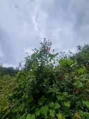 Passiflora ampullacea