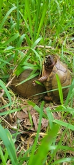 Terrapene carolina triunguis