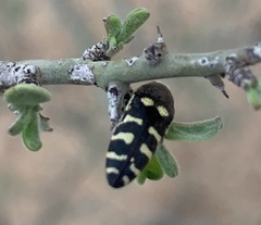 Acmaeodera alicia