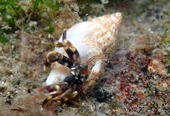 Pagurus redondoensis