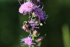 Bombus citrinus
