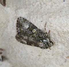 Craniophora ligustri