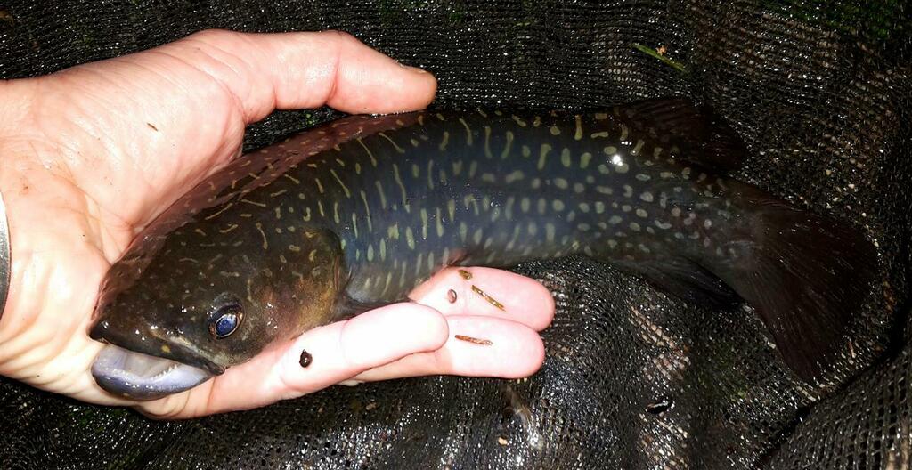 Giant kokopu (Threatened Species recorded in Waipa District, New