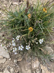 Cherleria circassica