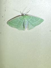 Synchlora aerata