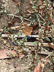 Polygonum aviculare