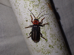 Cantharis annularis