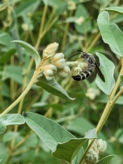 Dielis plumipes