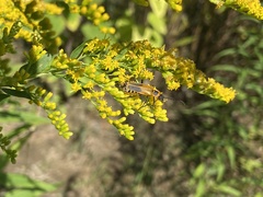 Chauliognathus pensylvanicus