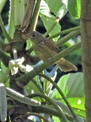 Tachyphonus coronatus