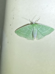 Synchlora aerata