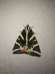 Euplagia quadripunctaria