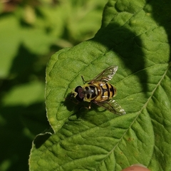 Myathropa florea