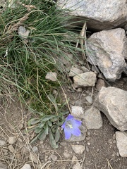 Campanula tridentata