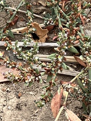 Polygonum aviculare
