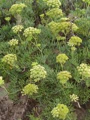 Crithmum maritimum