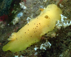 Geitodoris heathi