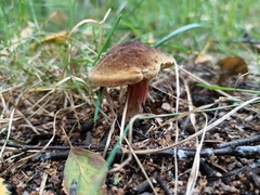 Xerocomus subtomentosus