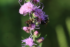 Bombus citrinus