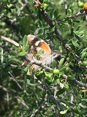 Libytheana carinenta