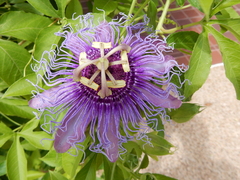 Passiflora