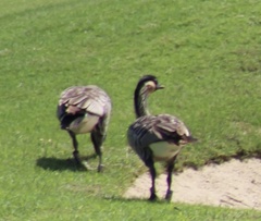 Branta sandvicensis