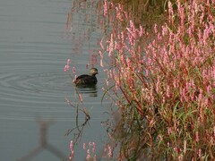 Tachybaptus dominicus