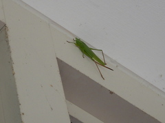 Neoconocephalus retusus