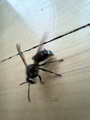 Dolichovespula arctica