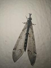 Distoleon tetragrammicus