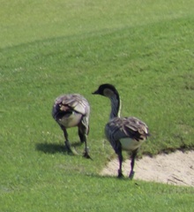 Branta sandvicensis
