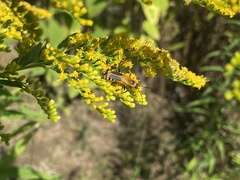 Chauliognathus pensylvanicus