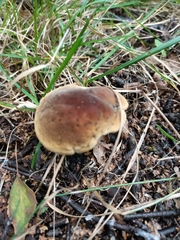 Xerocomus subtomentosus