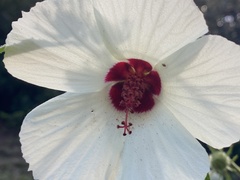 Hibiscus aculeatus