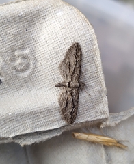 Eupithecia phoeniceata